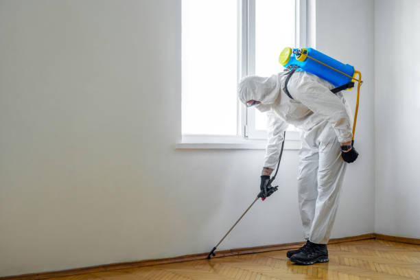 Best Wasp Removal Services  in Paola, KS